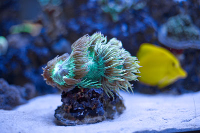 Aquarium Anenome