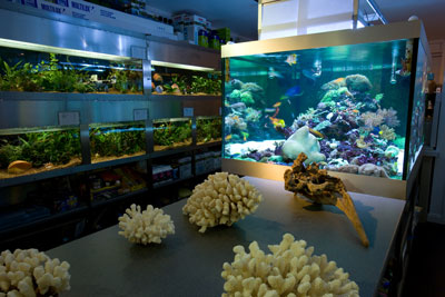 The Aquarium Room